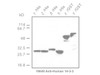 14-3-3 Protein Anti-Human Rabbit IgG Affinity Purify 1