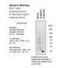 Adiponectin Receptor 2 Anti-Human Rabbit IgG Affinity Purify 1