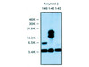 Amyloid Beta ( N ) Aβ Anti-Human Rabbit IgG Affinity Purify 1