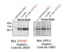 APP (597) Anti-Mouse/Rat Rabbit IgG Affinity Purify 1