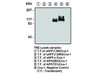 APP (C) Anti-Human Rabbit IgG Affinity Purify 1