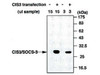 CIS3/SOCS-3 (C204) Anti-Human Rabbit IgG Affinity Purify 1