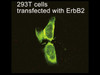 Dock7 Anti-Human Rabbit IgG Affinity Purify 1