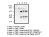 GFAT1 (S243 Phosphorylated) Anti-Human Rabbit IgG Affinity Purify 1