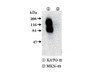 FGFR2/K-sam Anti-Human Rabbit IgG Affinity Purify 1