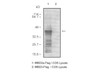 MBD2 (Methyl-CpG-Binding Protein 2) Anti-Human Rabbit IgG Affinity Purify 1