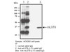 mLST8 (L17) Anti-Human Rabbit IgG Affinity Purify 1