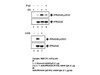 PRAS40 (S183 Phosphorylated) Anti-Human Rabbit IgG Affinity Purify 1