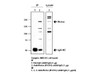 Rictor (R1291) Anti-Human Rabbit IgG Affinity Purify 1