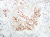 Syndecan-4 Anti-Human Rabbit IgG Affinity Purify 1