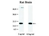 α-Synuclein (S122) Anti-Human Rabbit IgG Affinity Purify 1