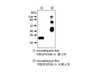 VEGF (V-N) Anti-Rat Rabbit IgG Affinity Purify 1