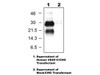 VEGF-C(103) Anti-Human Rabbit IgG Affinity Purify 1