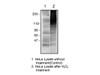 Anti-Poly (ADP-ribose) (10H) Mouse IgG MoAb 1