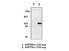 APP770 (351) Anti-Human Rabbit IgG Affinity Purify 1