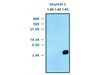 Amyloid Beta ( 1-43 ) Aβ Anti-Human Rabbit IgG Affinity Purify 1