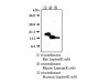 Leptin (C) Anti-Human Rabbit IgG Affinity Purify 1