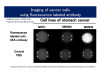 CEA (1B2) Anti-Human Mouse IgG MoAb