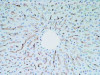 Hepatic Sinusoidal Endothelial Cells (SE-1) Anti-Rat Mouse IgG MoAb