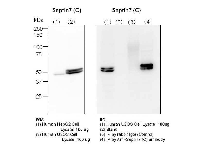 セプト様 Septin 7 (C) Anti-Human Rabbit IgG Affinity Purify, 18991