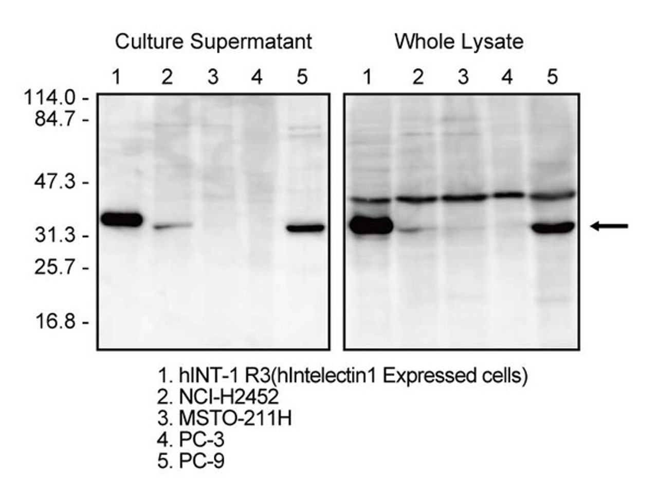 Intelectin-1 (3G9) Anti-Human Mouse IgG MoAb, 10383-S | Monoclonal