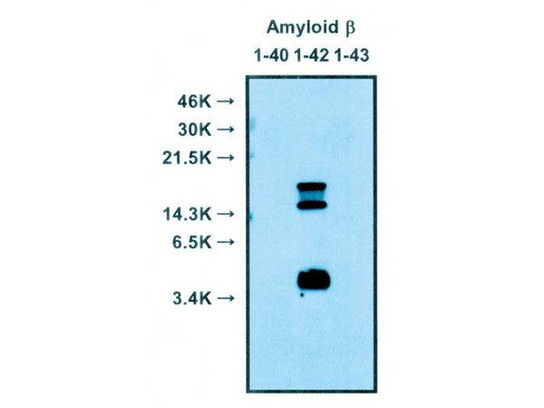 おと Amyloidβ (1-42) Anti-Human Rabbit IgG Affinity Purify, 18582-S