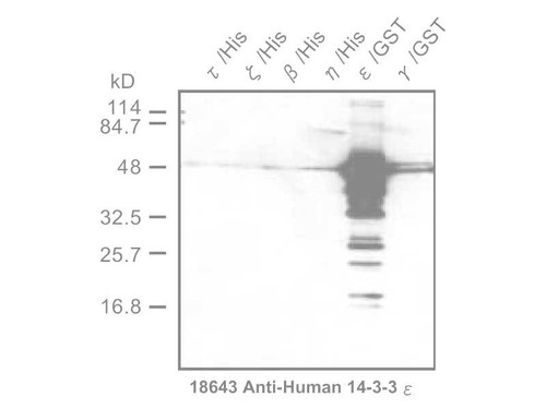 14-3-3 ε Protein Anti-Human Rabbit IgG Affinity Purify
