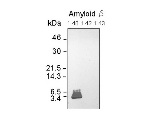 Amyloidβ (1-42) Anti-Human Rabbit IgG Affinity Purify, 18582-S