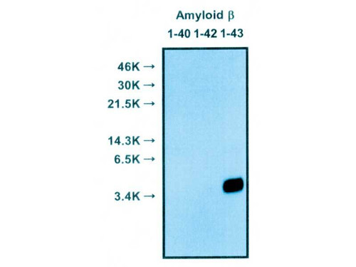 Amyloidβ (1-42) Anti-Human Rabbit IgG Affinity Purify, 18582-S