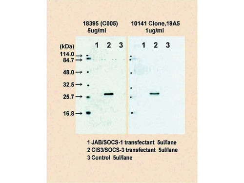 CIS3/SOCS-3 (19A5) Anti-Human Mouse IgG MoAb 1