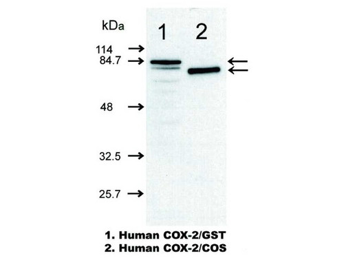 COX-2 (13H14) Anti-Human Mouse IgG MoAb 1