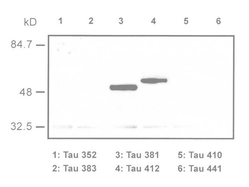 τ/E2 Junction (1A1) Anti-Human Mouse IgG MoAb 1