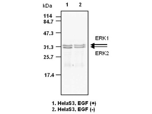 ERK (Clone 5) Anti-Human Mouse IgG MoAb 1