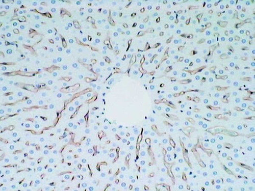 Hepatic Sinusoidal Endothelial Cells (SE-1) Anti-Rat Mouse IgG MoAb 1