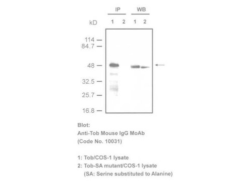 Anti-Tob (4B1) Mouse IgG MoAb 1