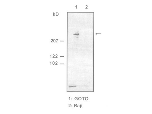Nestin (N1602) Anti-Human Rabbit IgG Affinity Purify, 18741