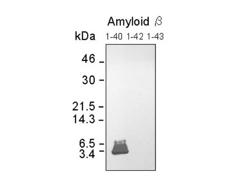 【666y様ご確認ページ】リービット Amyloidβ (1-40) Anti-Human Rabbit IgG Affinity Purify - 50 µg