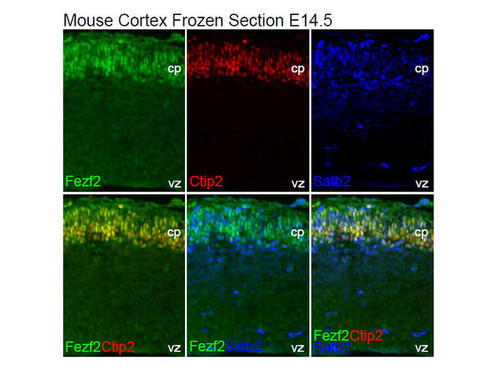 Fezf2/Fez1 (F441) Anti-Mouse Rabbit IgG Affinity Purify 100 Î¼g