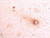 Amyloid Beta ( 1-40 ) Aβ Anti-Human Rabbit IgG Affinity Purify