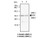 ERK (Clone 5) Anti-Human Mouse IgG MoAb 1