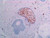FAS (14G5) Anti-Human Mouse IgG MoAb 1