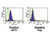 Galectin-3 (87B5) Anti-Human Mouse IgG MoAb 1