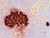 GRO/CINC-1 (N) Anti-Rat Rabbit IgG Affinity Purify 1