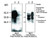 Prion Protein (N) Anti-Human Rabbit IgG Affinity Purify 1