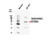 Anti-OPRT Rabbit IgG Affinity Purify 1