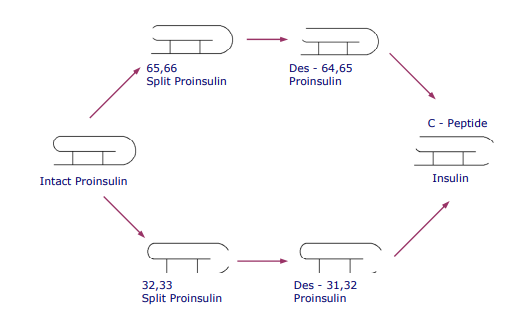 Insulin and Proinsulin in Type 2 Diabetes