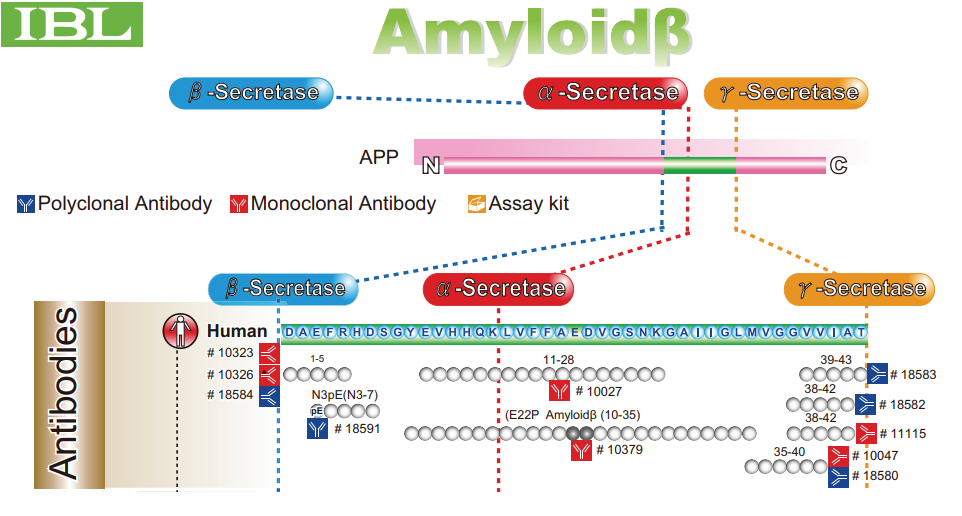 Publication Spotlight: The C99 domain of the amyloid precursor protein ...