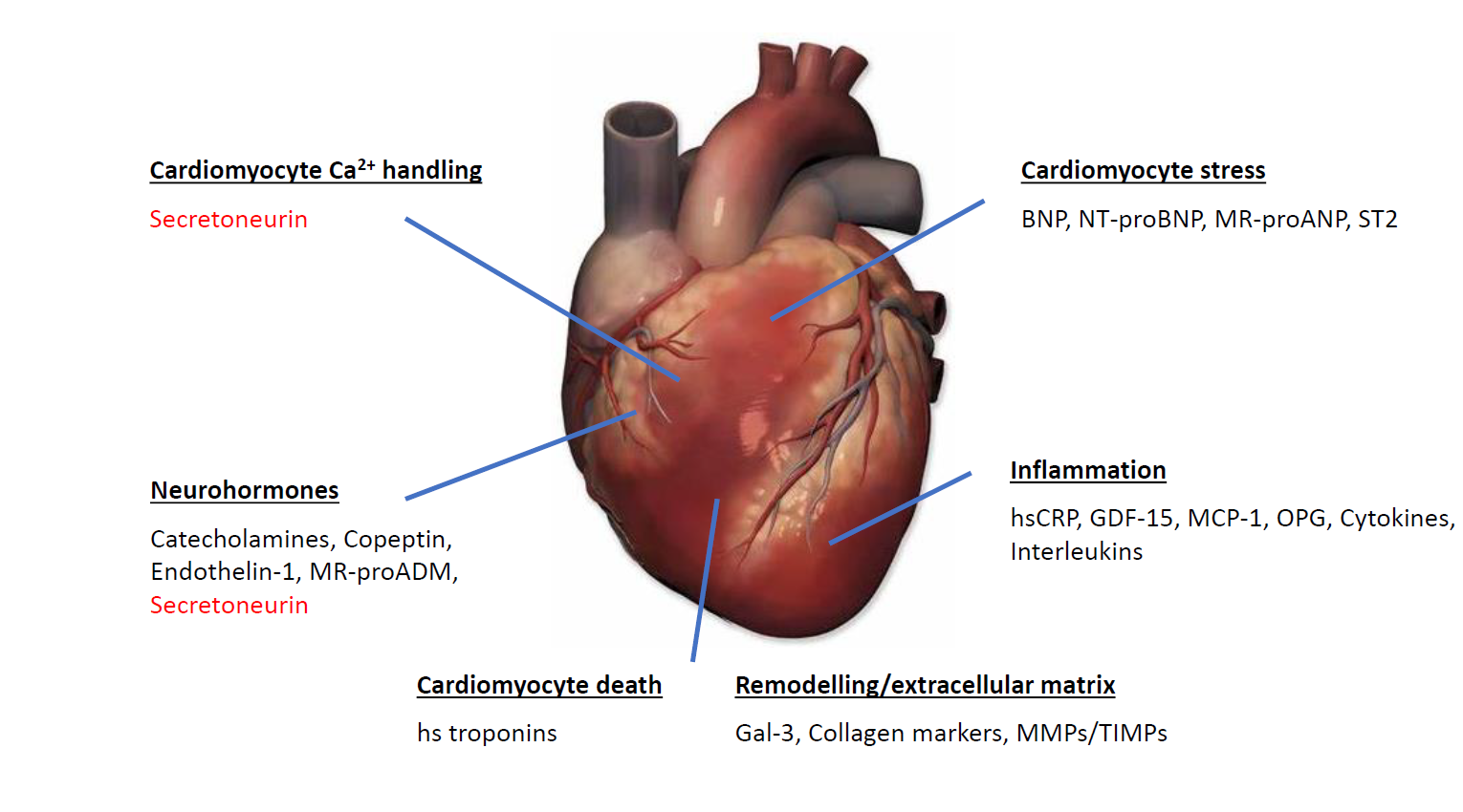 updated-heart-image.png