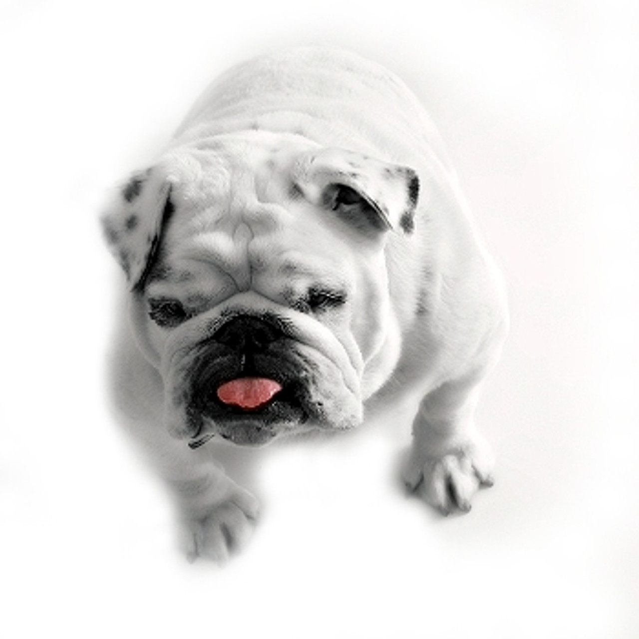 Large Dogs - Girth up to 26 Large Dogs - Girth up to 26