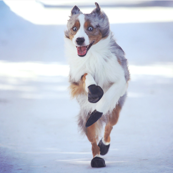 Dog Pawz Boots PupRwear Dog Boutique